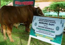 Sapi Kurban Bantuan Presiden Prabowo di Bengkulu Dipastikan Sehat dan Layak Konsumsi