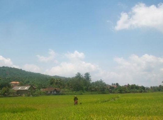Pemkab Seluma Usulkan Pencetakan Sawah Baru 235 Hektare, Dorong Kedaulatan Pangan Bengkulu