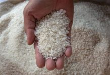 Dari Sentimen Negatif ke Optimisme: Langkah Nyata Bangun Ketahanan Pangan Nasional