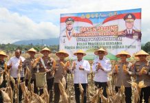Kapolda Bengkulu Panen Jagung Bhayangkara Merah Putih, Sebagai Wujud Sinergitas Polda Bengkulu bersama Pemda Provinsi Bengkulu dan PT YKB Merah Putih