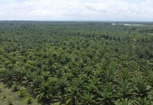 Kecanduan Kelapa Sawit dan Ancaman Kerusakan Lingkungan