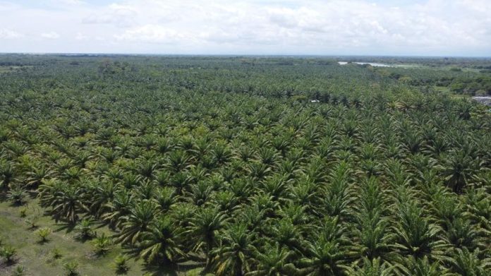 perkebunan-kelapa-sawit-anadolu-agency-via-getty-images_169