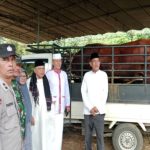 Presiden Salurkan Sapi Kurban 804 Kilogram untuk Warga Kota Bengkulu