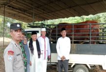 Presiden Salurkan Sapi Kurban 804 Kilogram untuk Warga Kota Bengkulu