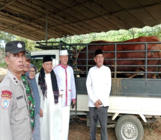 Presiden Salurkan Sapi Kurban 804 Kilogram untuk Warga Kota Bengkulu