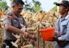 Polda Bengkulu Panen 4 Ton Jagung dan Tebar 3.000 Benih Patin Dukung Ketahanan Pangan